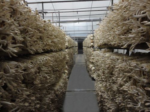 科技创新引领食用菌产业转型升级